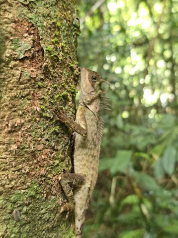 image of Tropical Jungle & Farmland Walk Phuket tour in Phuket