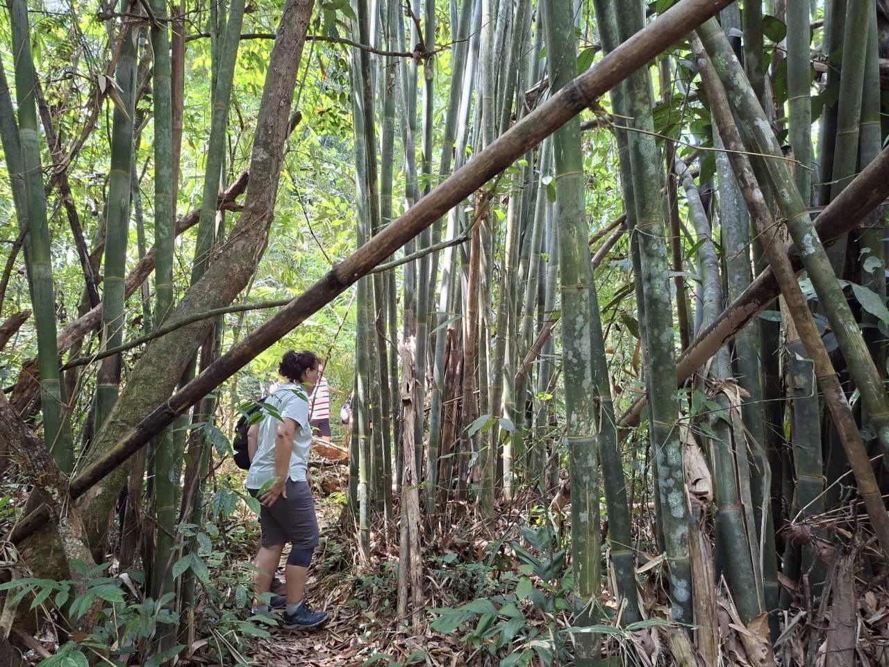 image of Nature Walking Tour tour in Phuket