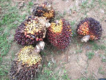 image of Nature Walking Tour tour in Phuket