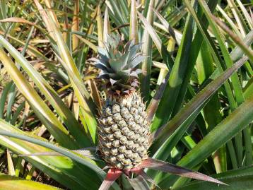 image of Nature Walking Tour tour in Phuket