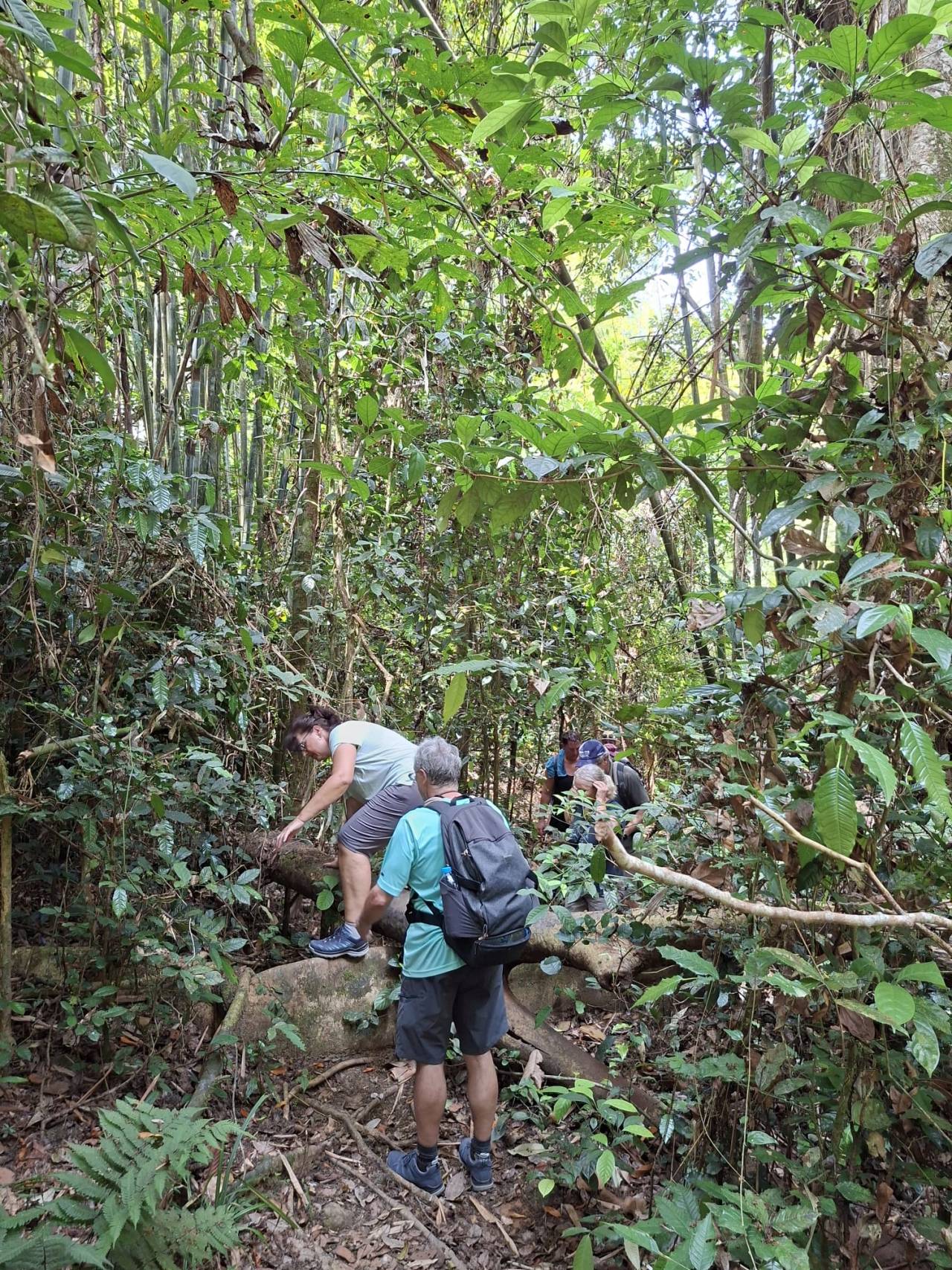 image of Tropical Jungle & Farmland Walk Phuket tour in Phuket